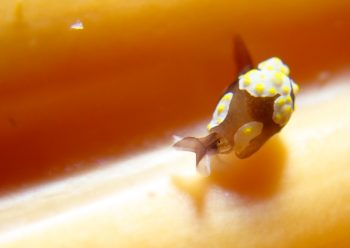 トンプソンコトリガイ