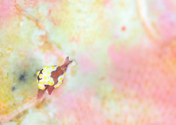 トンプソンコトリガイ