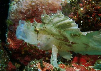 ハダカハオコゼ