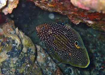 シモフリタナバタウオ