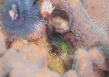 ルリホシスズメダイ