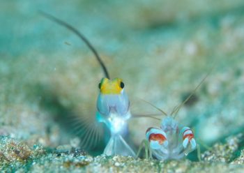 ヒレナガネジリンボウ&コトブキテッポウエビ