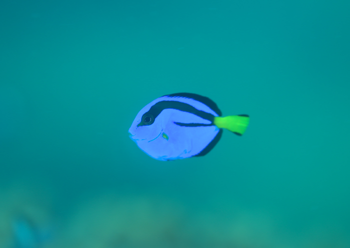 ナンヨウハギの幼魚