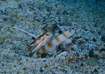 ヤシャハゼとヤノダテハゼ