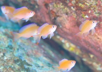 アカオビハナダイ