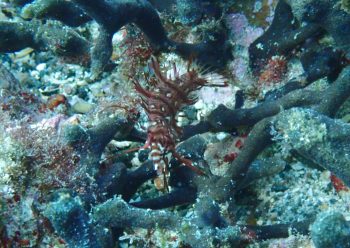 オビテンスモドキ