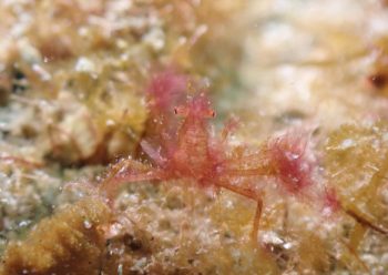 オラウータンクラブ