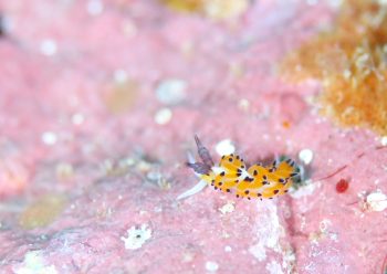 ツルガチゴミノウミウシ