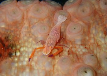 ウミウシカクレエビ