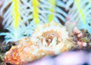 キカザリサンゴヤドカリ