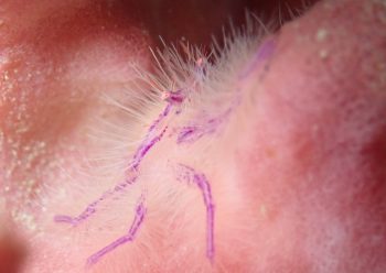 サクラコシオリエビ