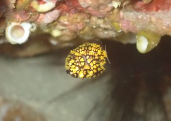 マツカサウオ幼魚