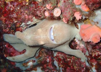 オオモンカエルアンコウ