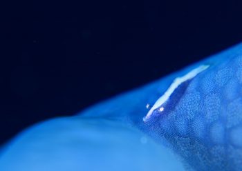 ヒトデヤドリエビ