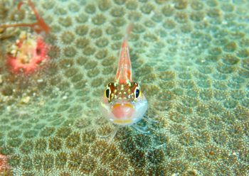 タテジマヘビギンポ