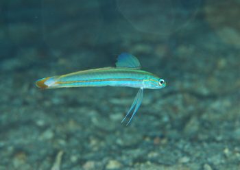 スジクロユリハゼ