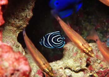 タテジマキンチャクダイ(幼魚)