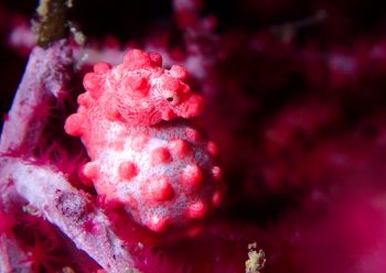 ピグミーシーホース