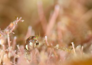 マキエホテイヨコエビ