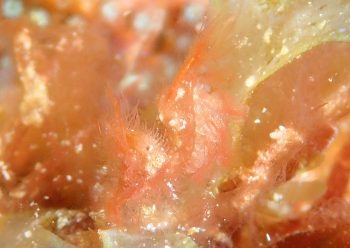 フィコカリス・シムランス