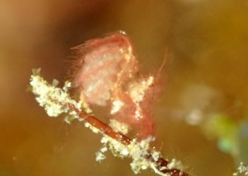 フィコカリス・シムランス