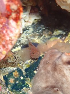 フトスジイレズミハゼ