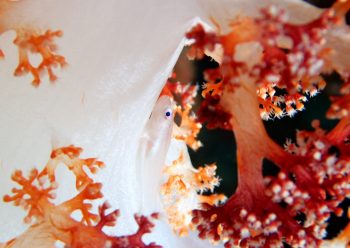 スケロクウミタケハゼ