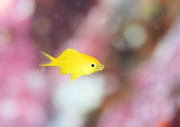 コガネスズメダイ