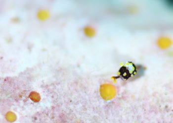 トンプソンコトリガイSP