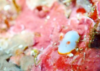 ミナミシラヒメウミウシ