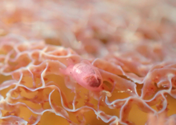 サガミアメフラシ