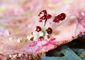 カノコウロコウミウシ