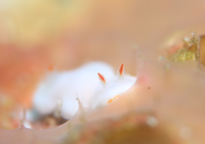 クロスウサギウミウシ