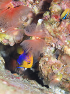 レンテンヤッコ