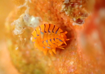 ホムラスベヨコエビ