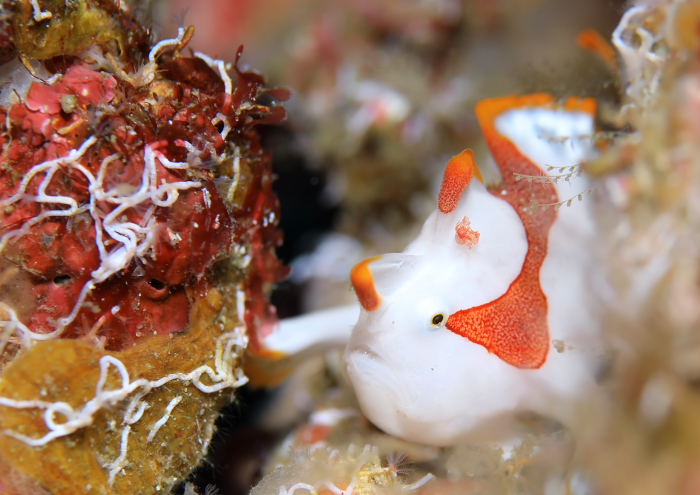 クマドリカエルアンコウ