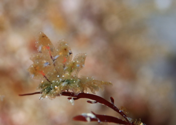 カンランウミウシ