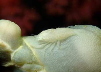 アヤトリカクレエビ