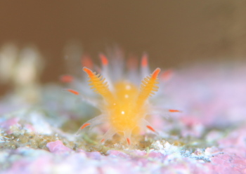 ヒメエダウミウシ