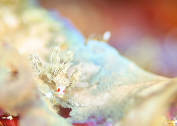 アカメミノウミウシ