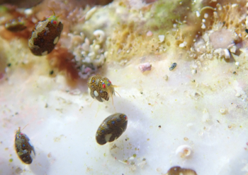 マキエホテイヨコエビ