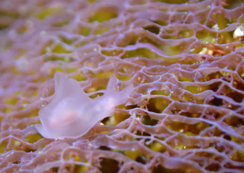 サガミアメフラシ