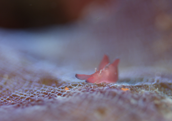 クロヘリアメフラシ