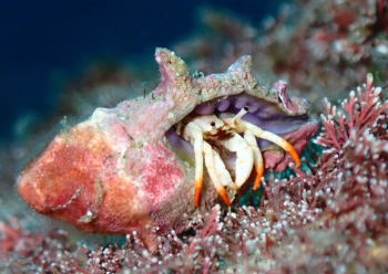 アカツメサンゴヤドカリ