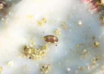 マキエホテイヨコエビ