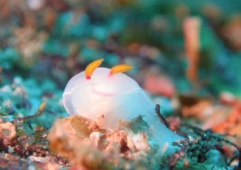 ゾウゲイロウミウシ