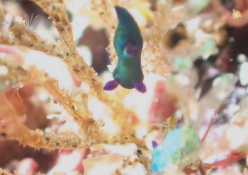 ミドリリュウグウウミウシ