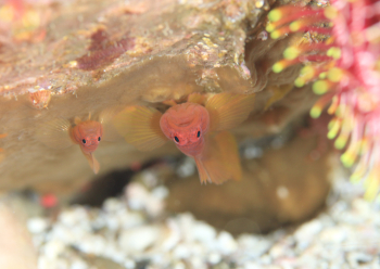 イレズミハゼ属の一種