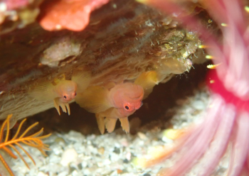 イレズミハゼ属の一種