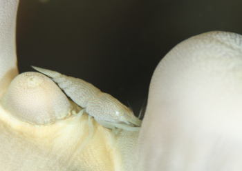 アヤトリカクレエビ